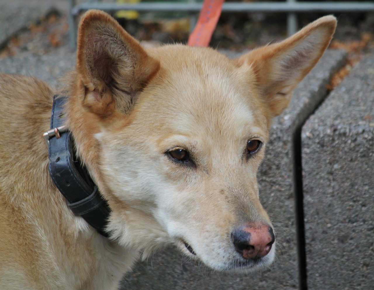 dog dog head head free photo