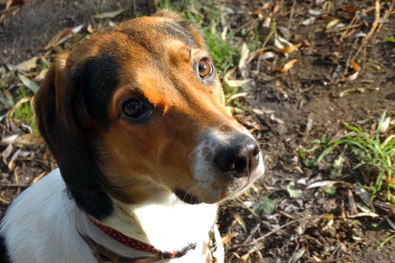 dog  head  portrait free photo