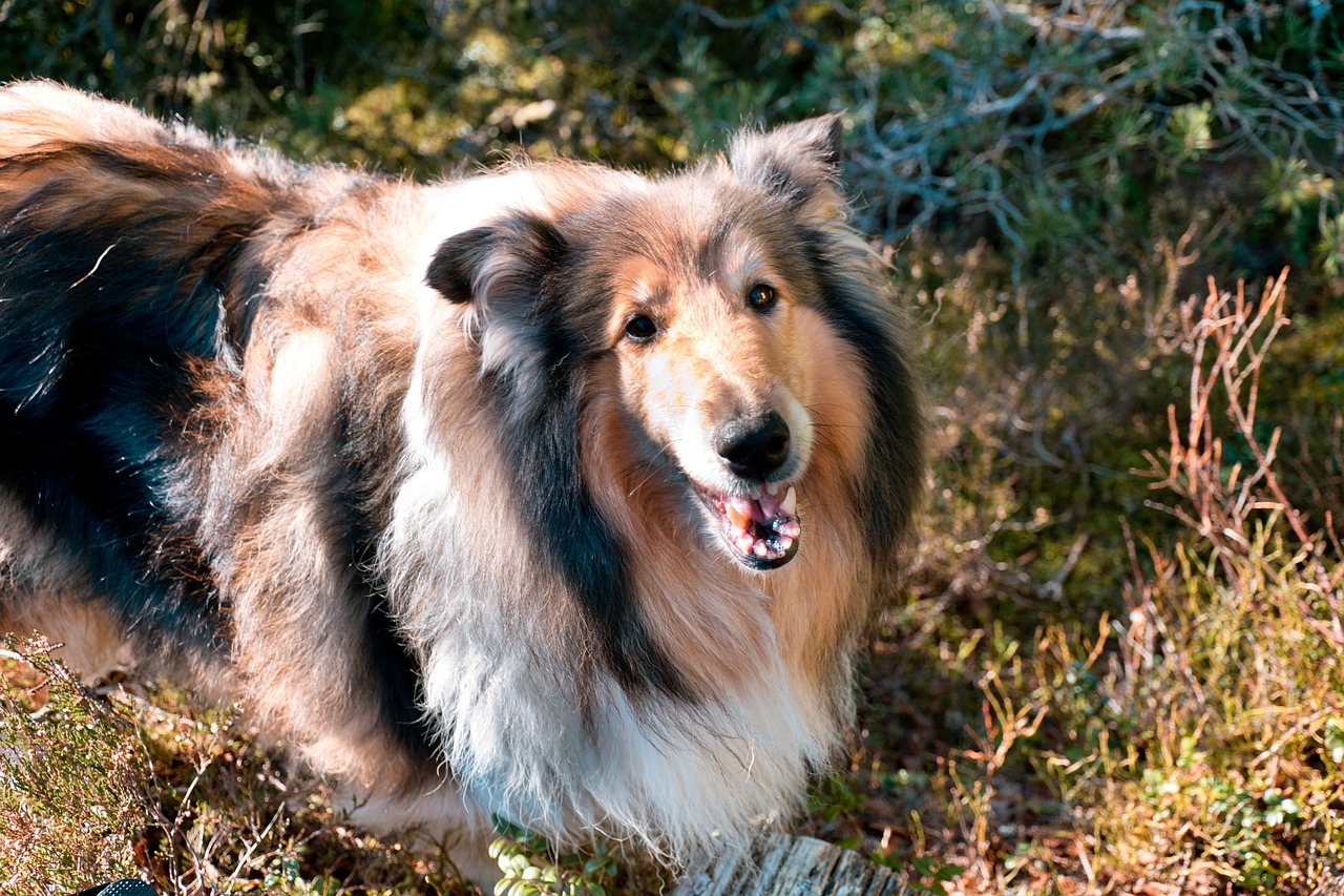 dog  smiling  winter free photo