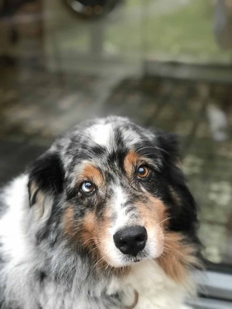 dog  australian shepherd  purebred dog free photo