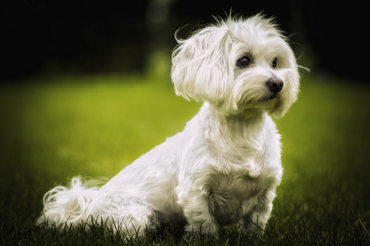 dog  white  pet free photo