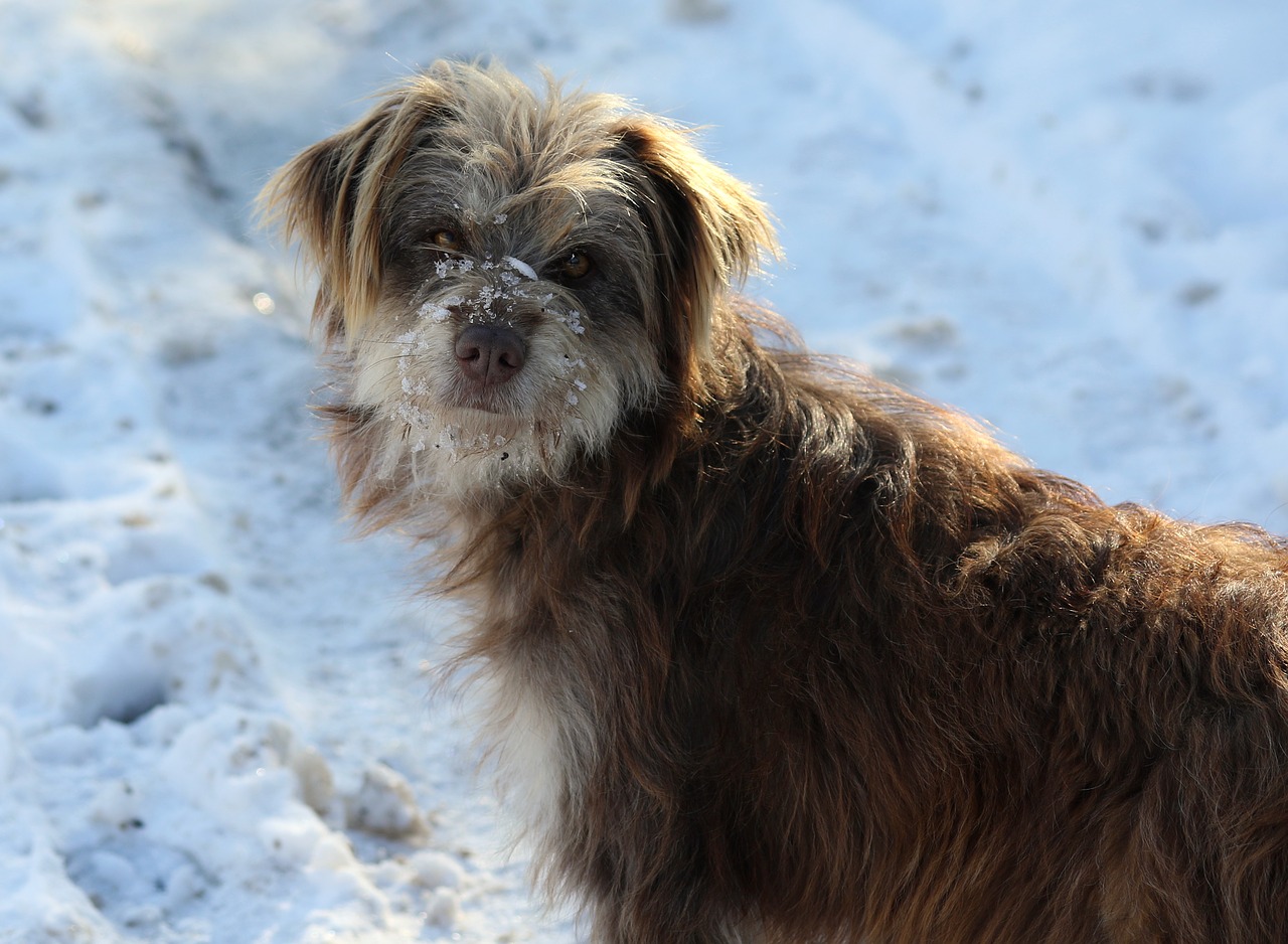 dog  winter  snow free photo