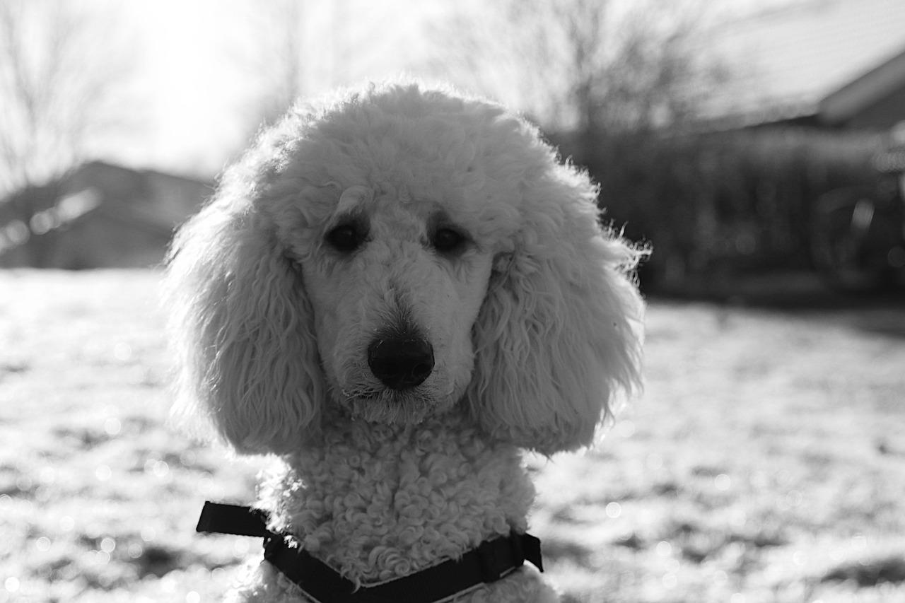 dog  poodle  white free photo