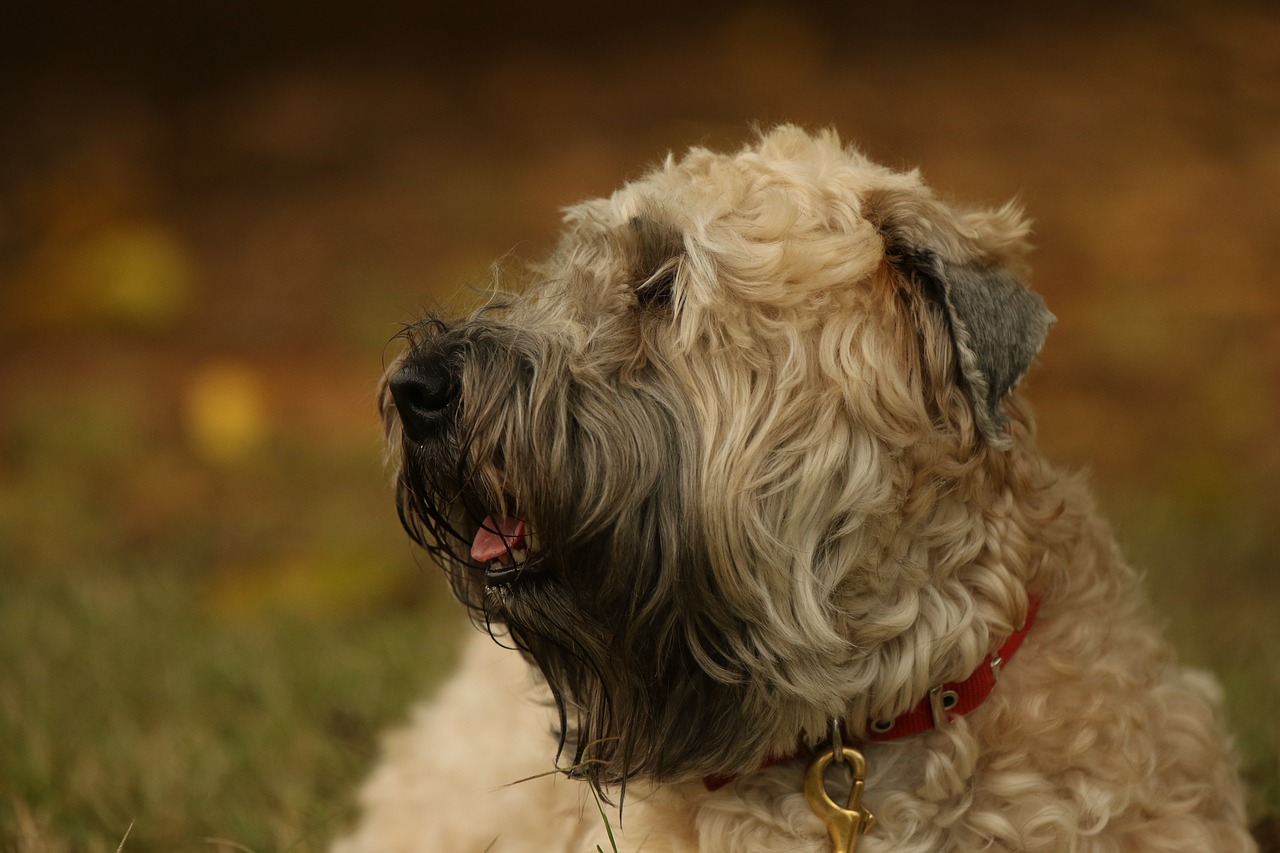 dog  terrier  wheaten free photo