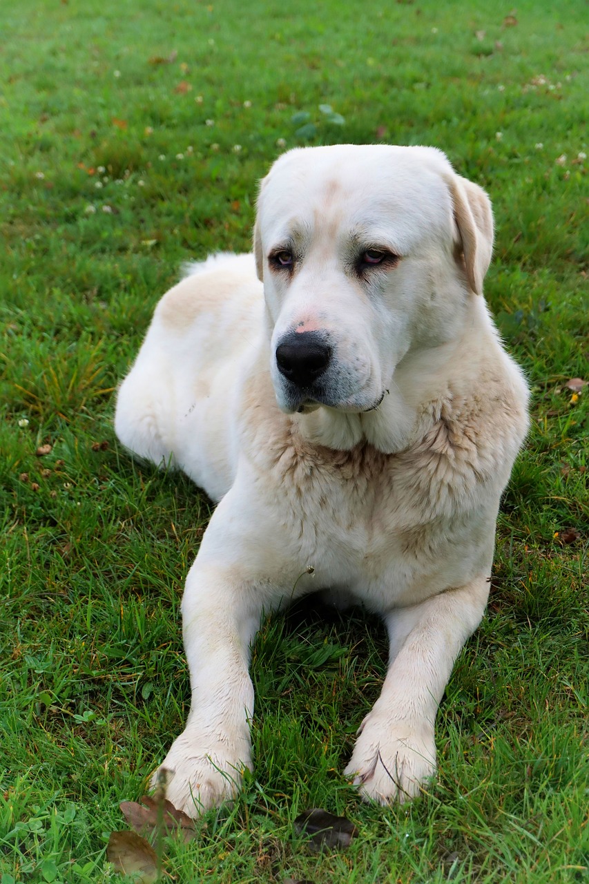 dog  large  white free photo