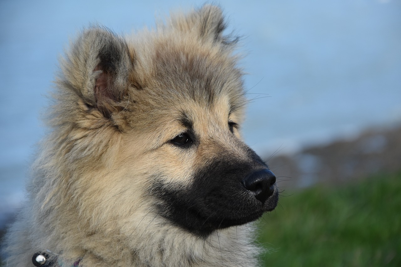 dog  dog portrait  dog eurasier free photo