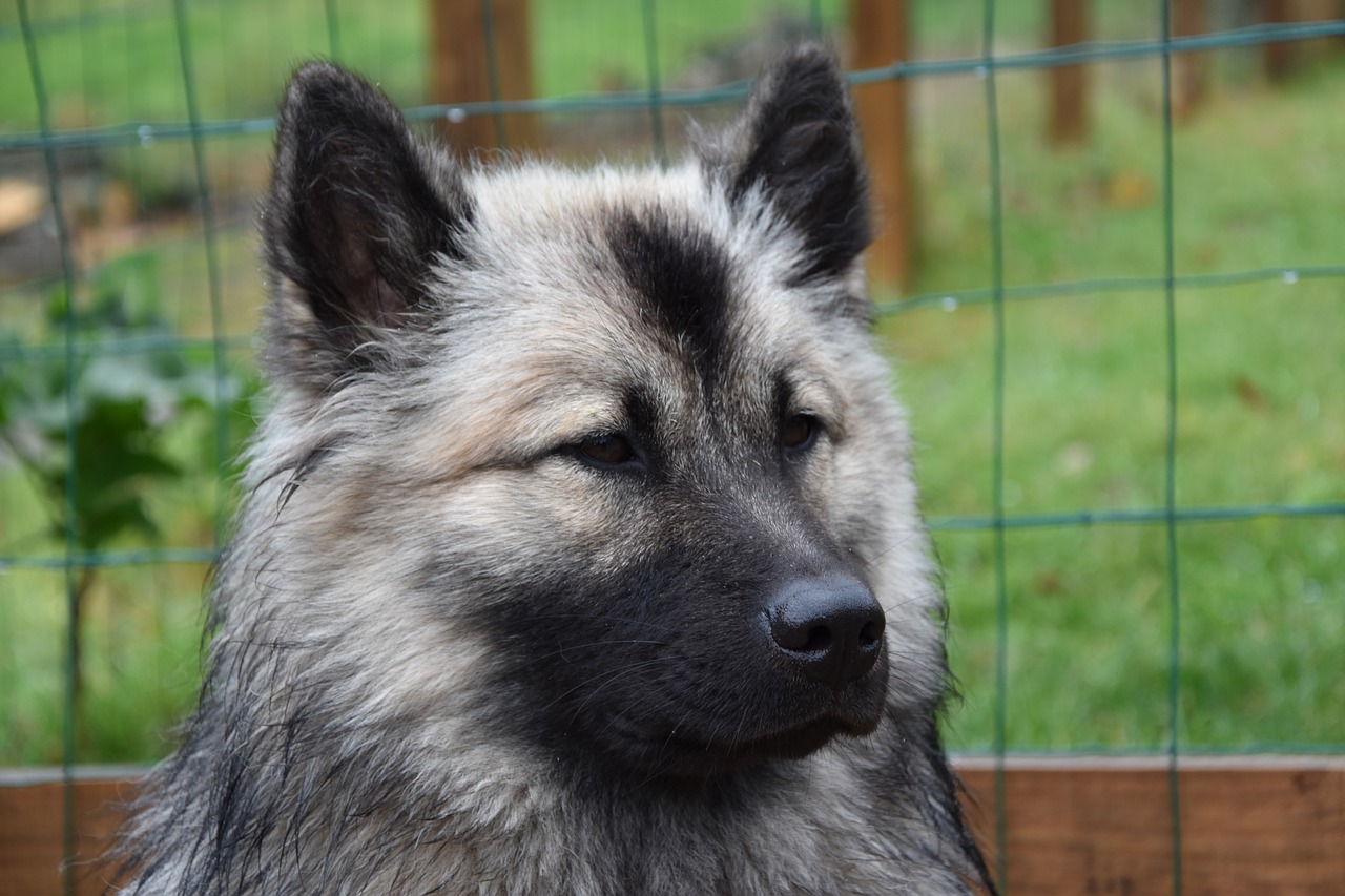 dog  dog eurasier  bitch noel blue free photo