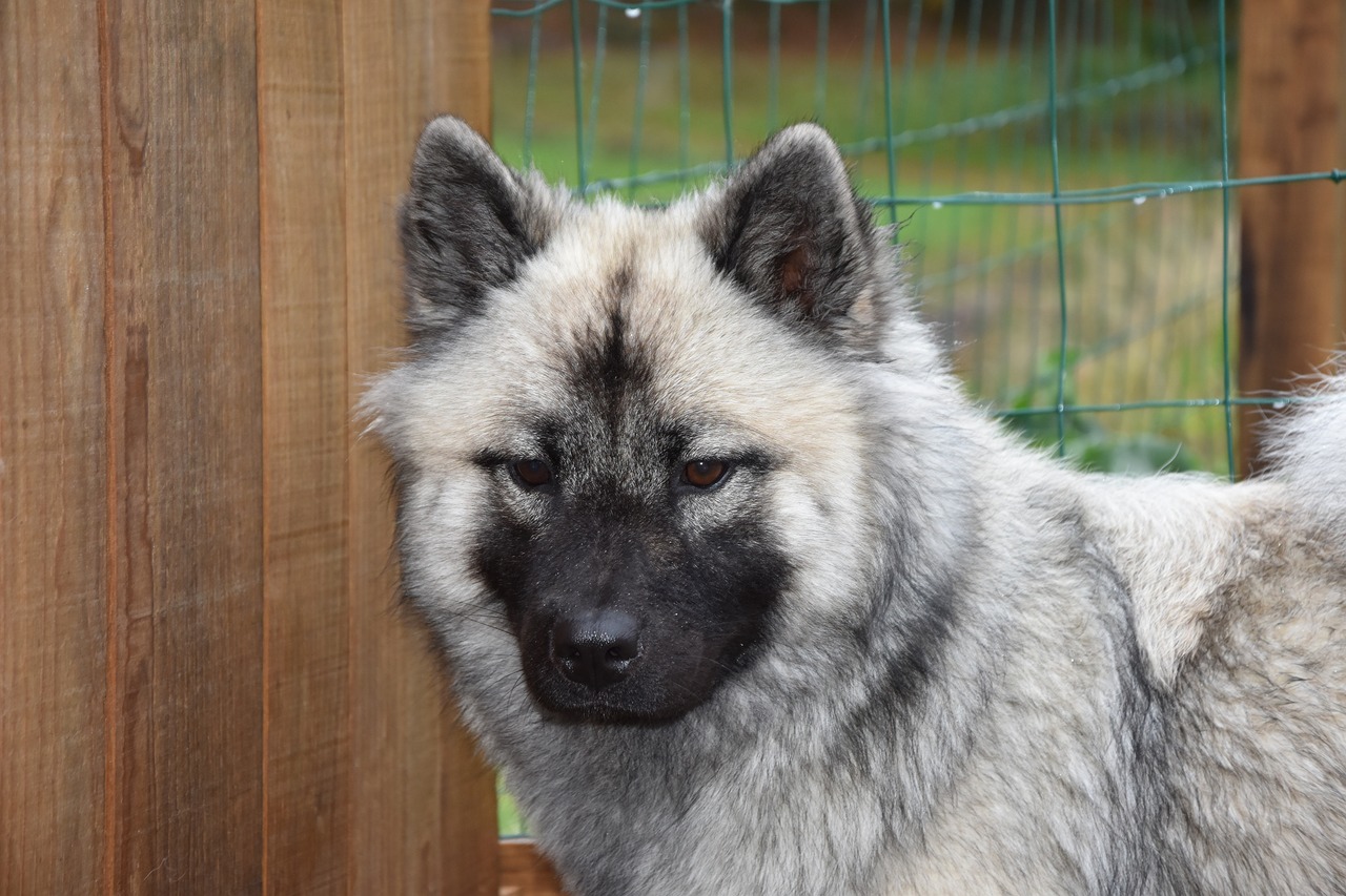 dog  dog eurasier  bitch nova free photo