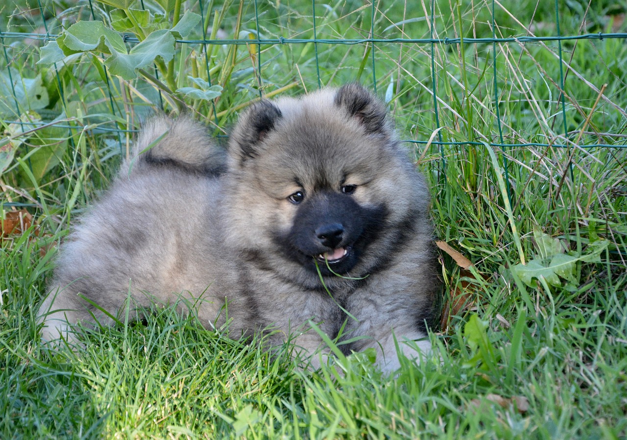 dog  puppy  young dog eurasier free photo