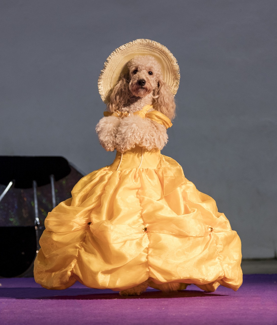 dog  costume  dress free photo