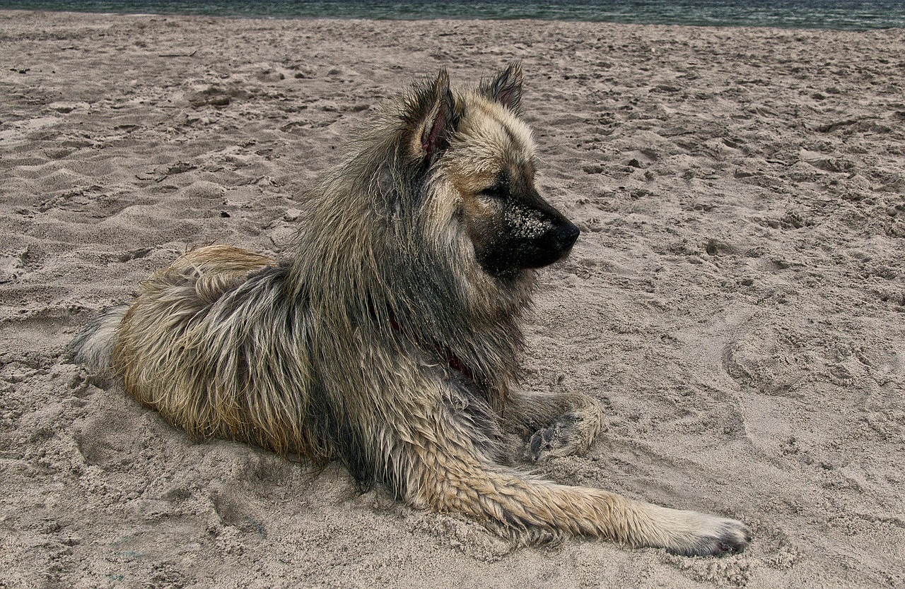 dog  eurasians  beach free photo