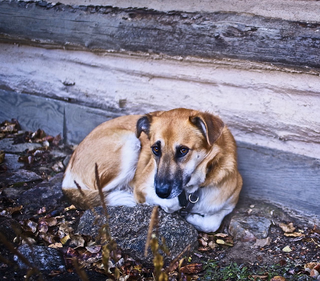 dog  rustic  wall free photo