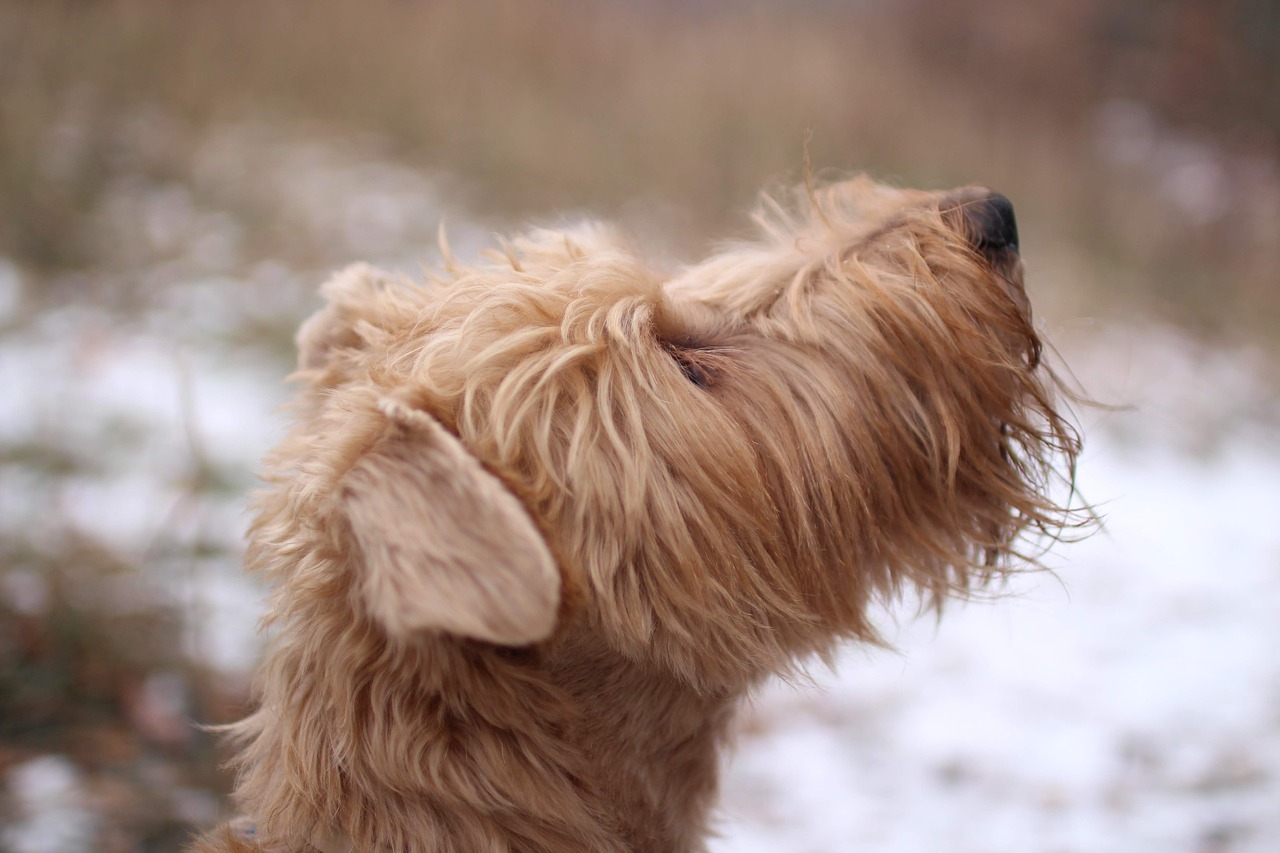 dog  winter  pet free photo