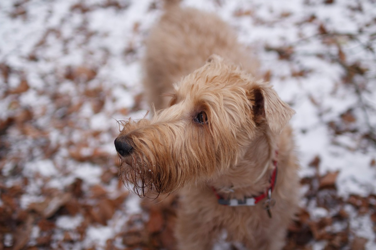 dog  winter  pet free photo