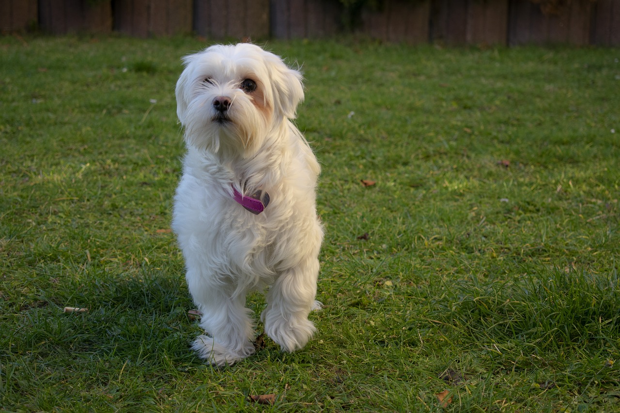 dog  grass  puppy free photo