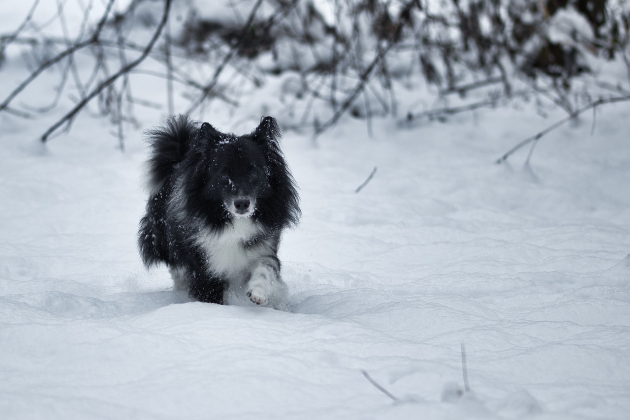 dog  snow  winter free photo