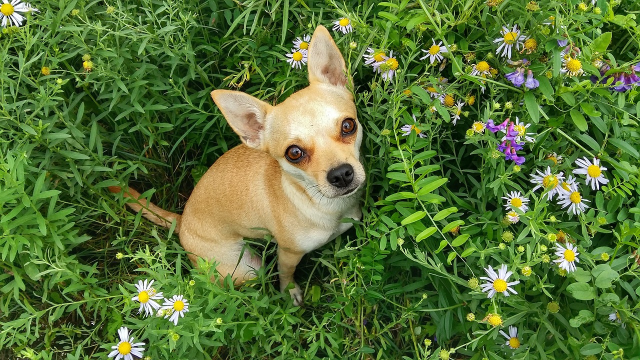 dog  grass  summer free photo