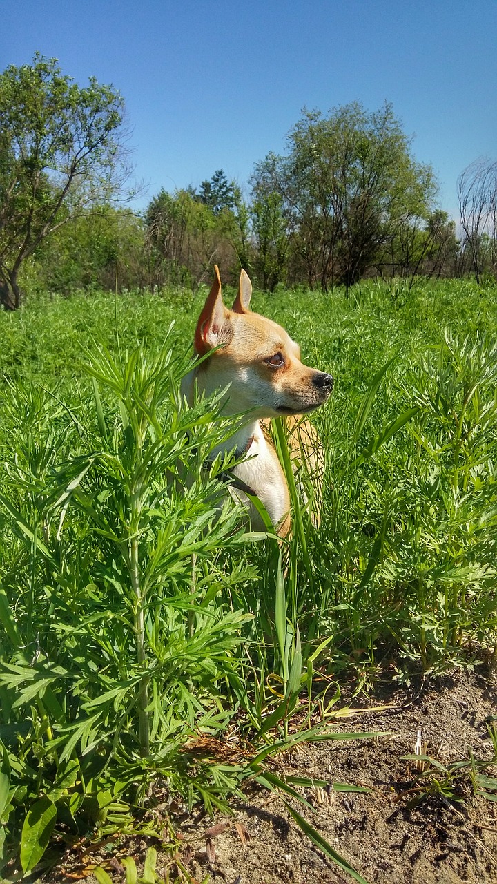 dog  meadow  field free photo