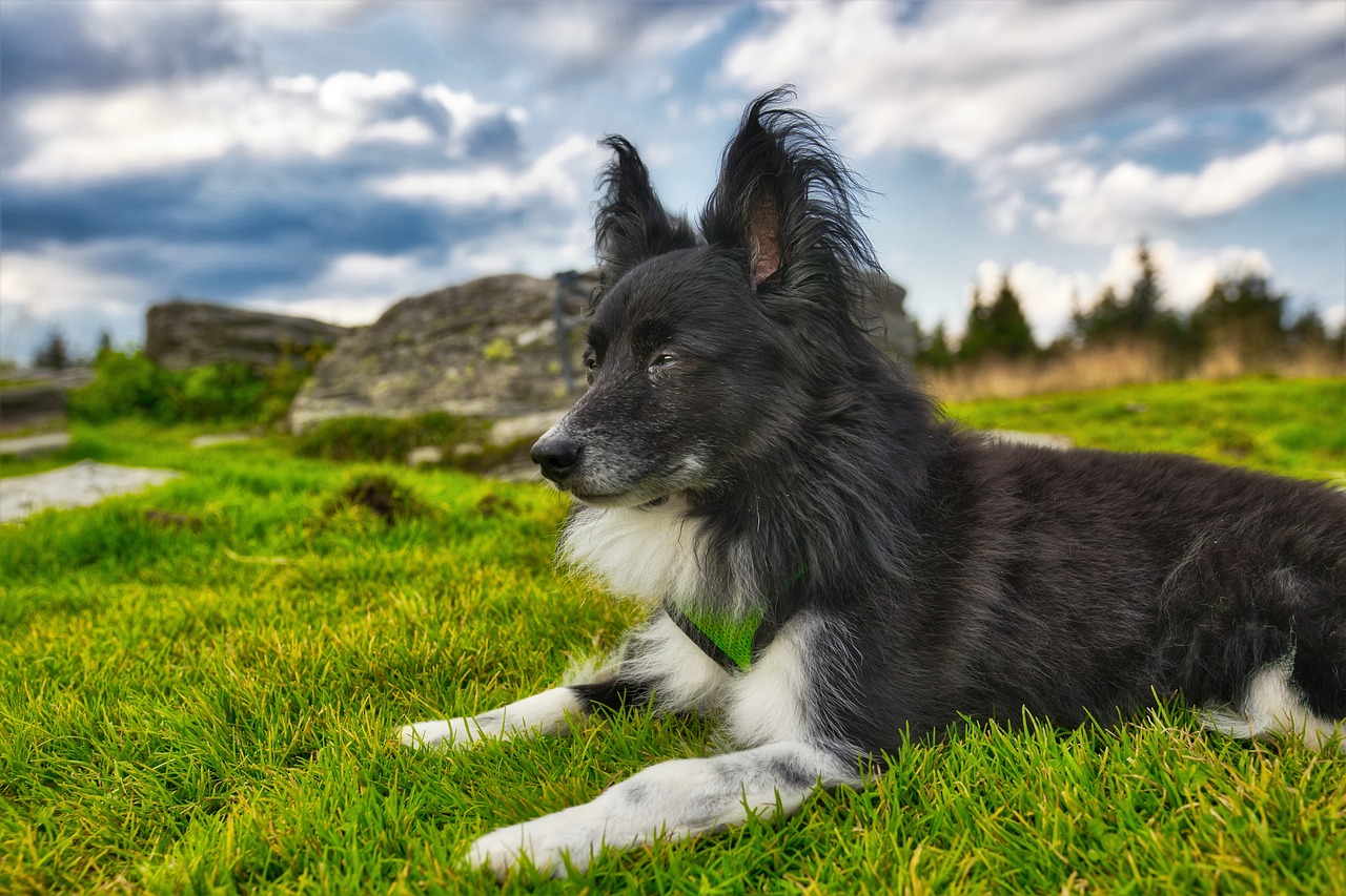 dog  meadow  rock free photo