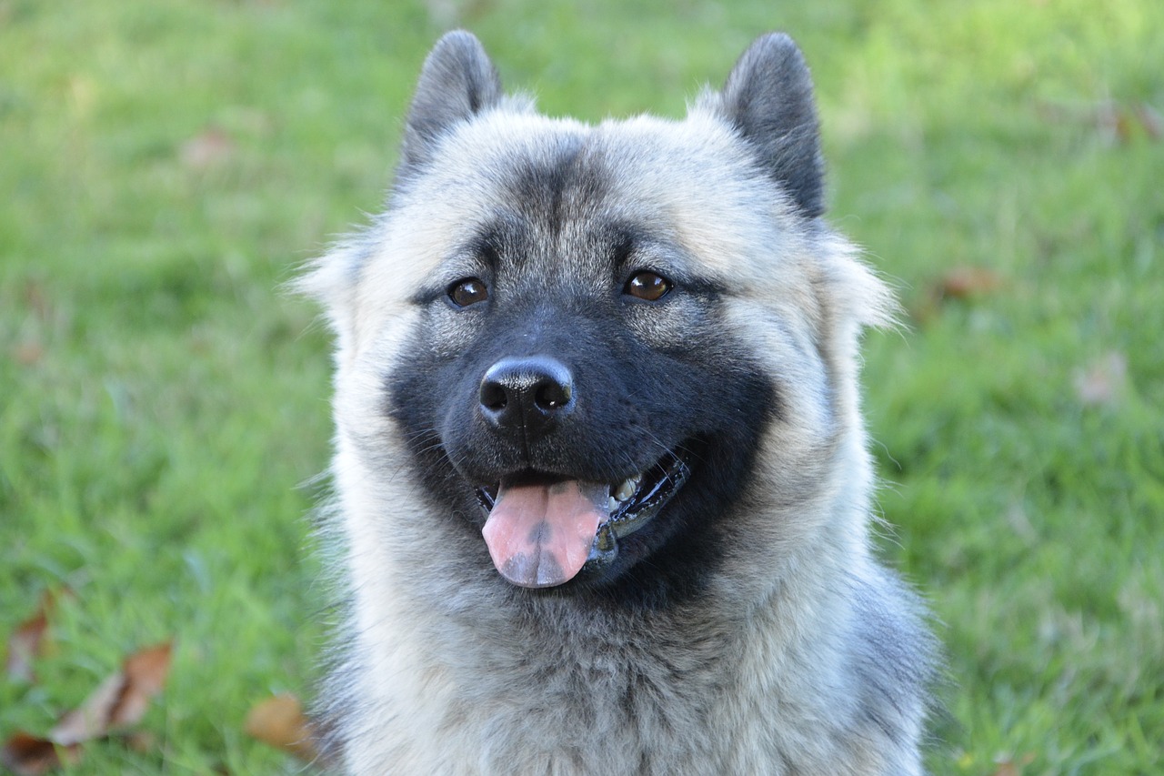 dog  dog eurasier bitch nova  eurasier free photo