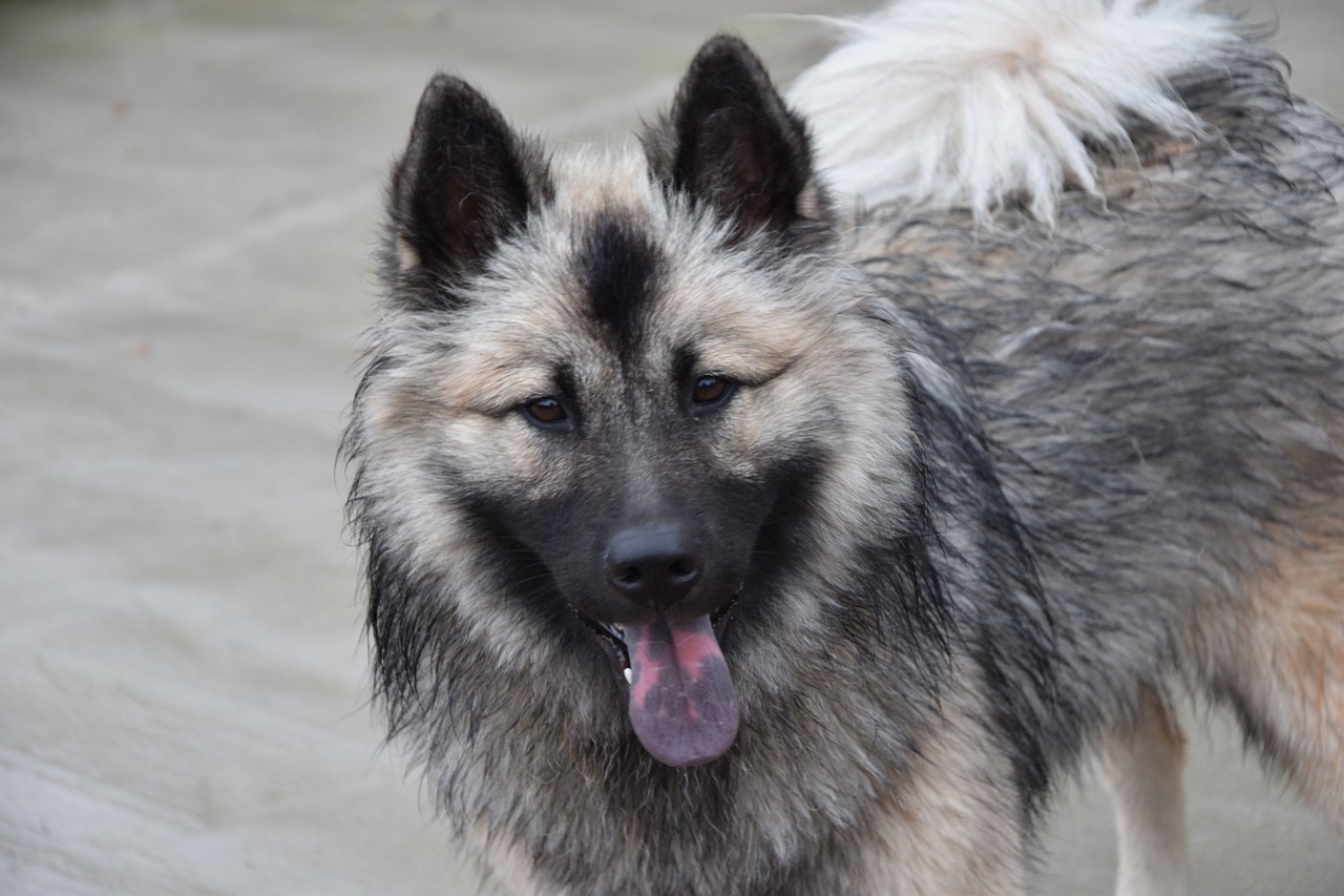 dog  dog eurasier dog christmas blue  eurasier free photo