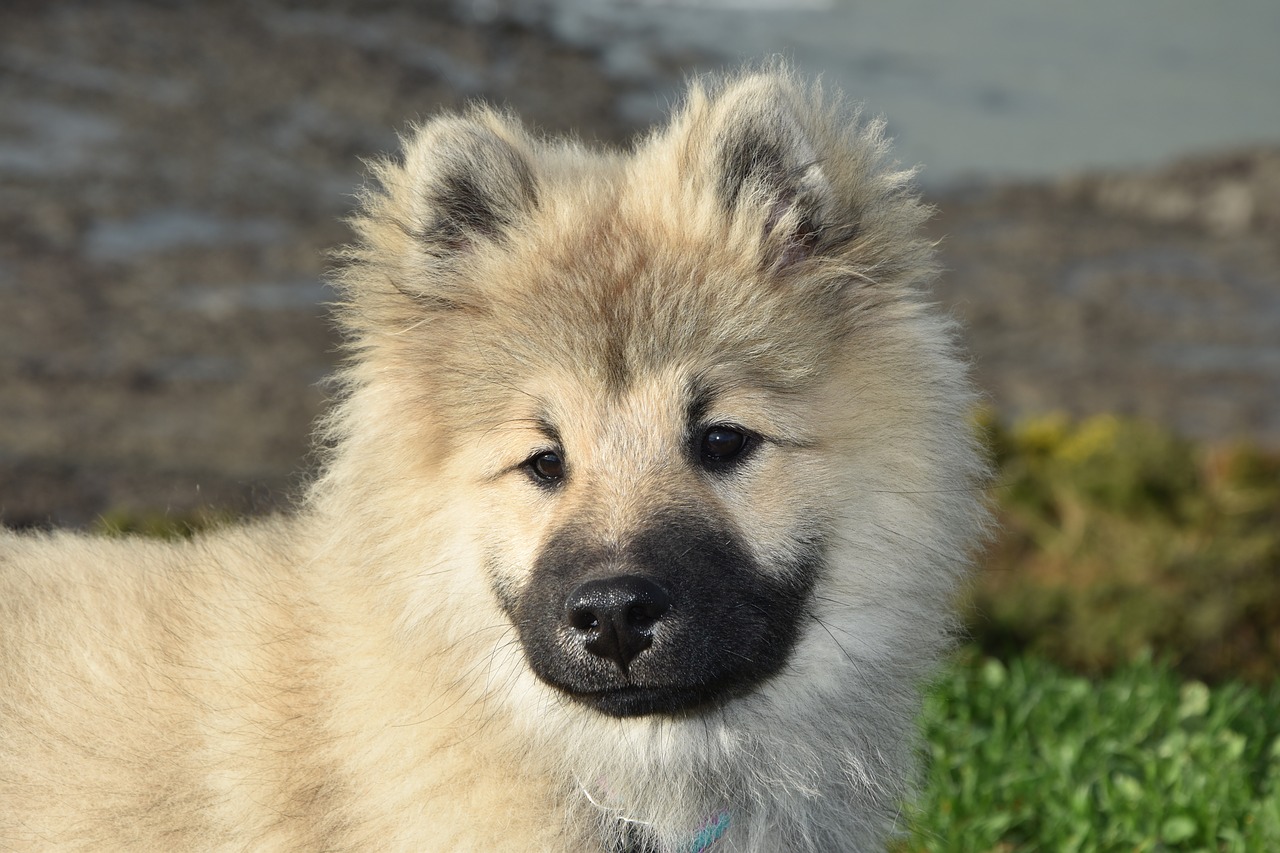 dog  young dog eurasier  dog olaf blue free photo