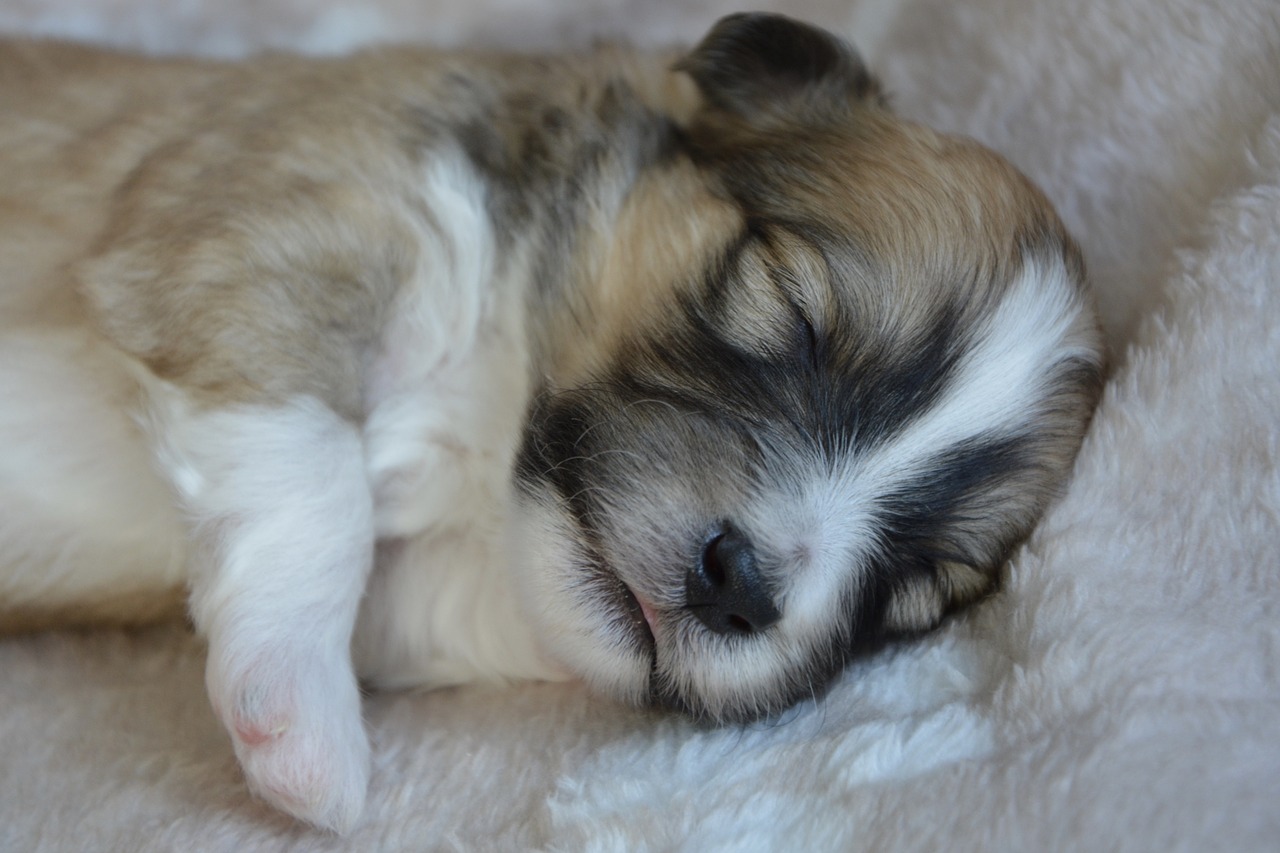 dog  puppy  puppy sleeping free photo