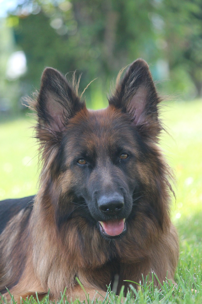 dog  german shepherd  animal free photo