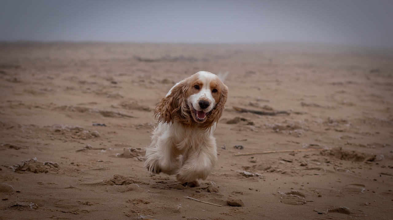 dog  cocker spaniel  life free photo