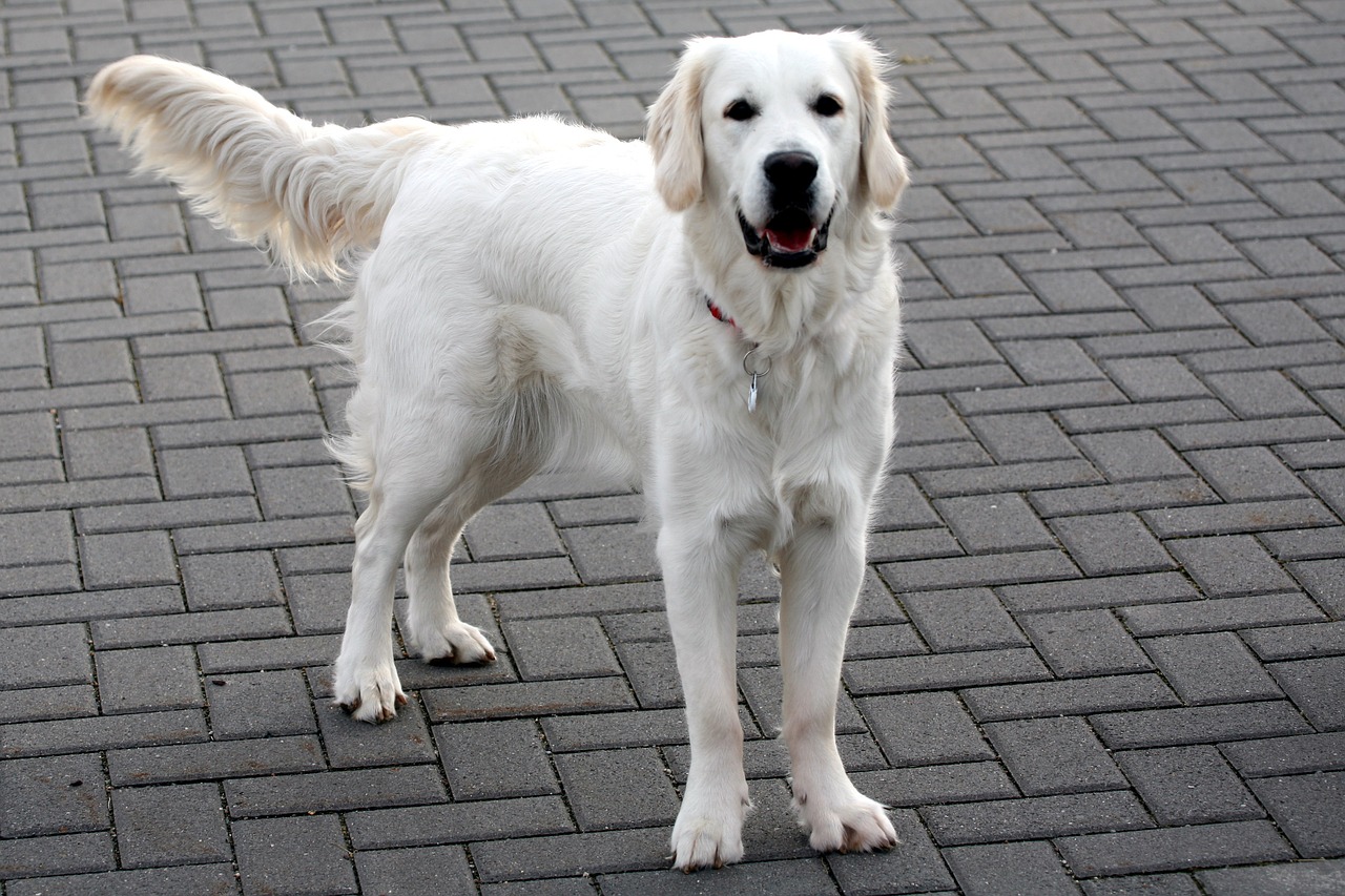 dog  white  retriever free photo