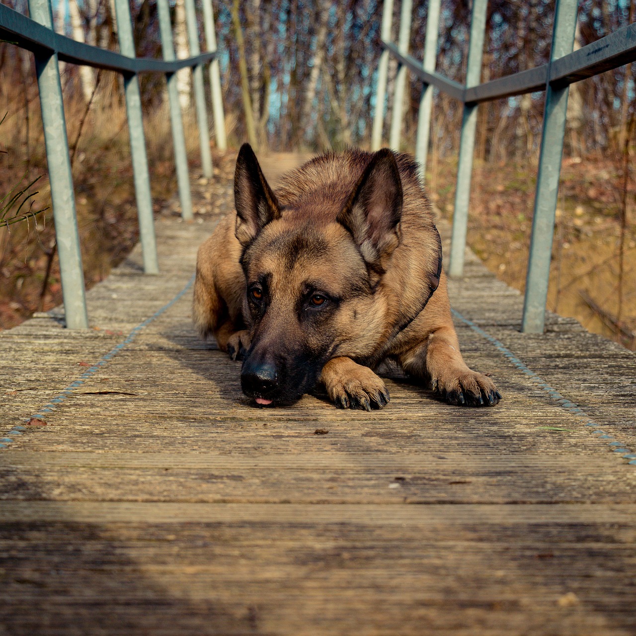 dog  bridge  brown free photo