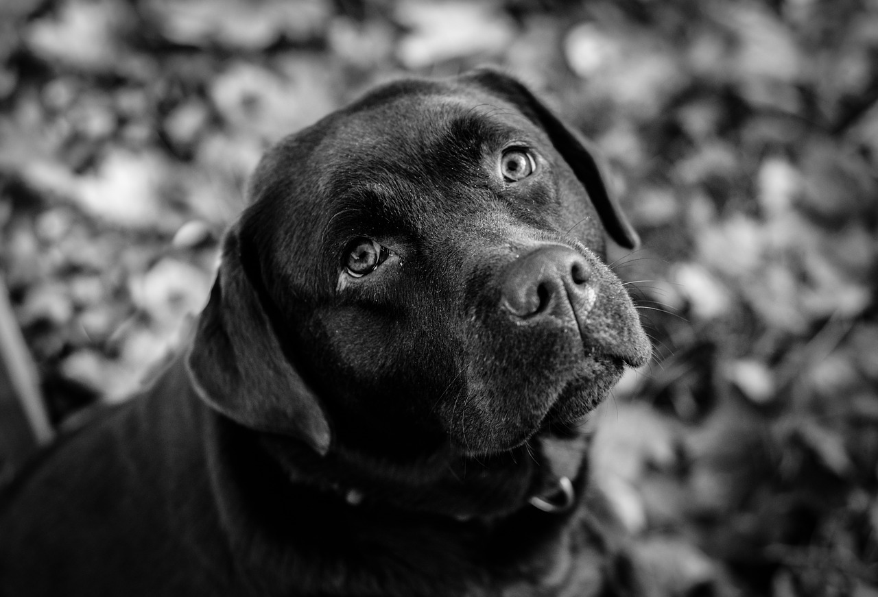 dog  labrador  black and white free photo