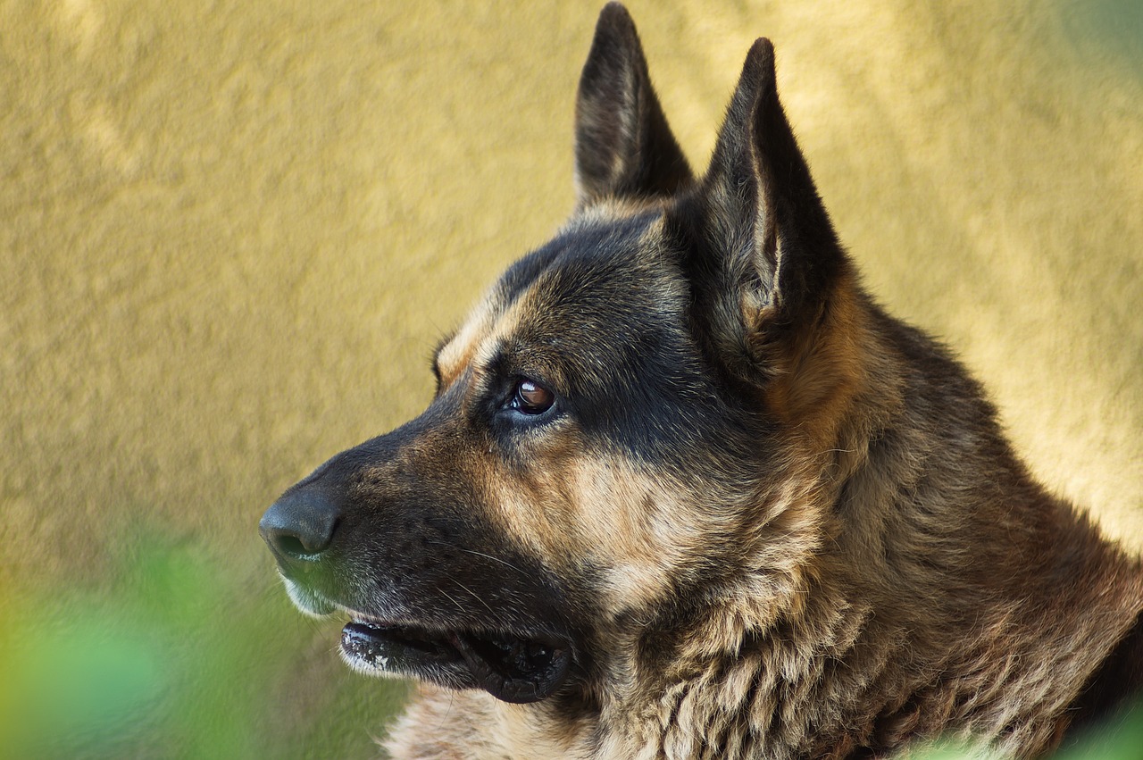 dog  animals  sheep-dog free photo