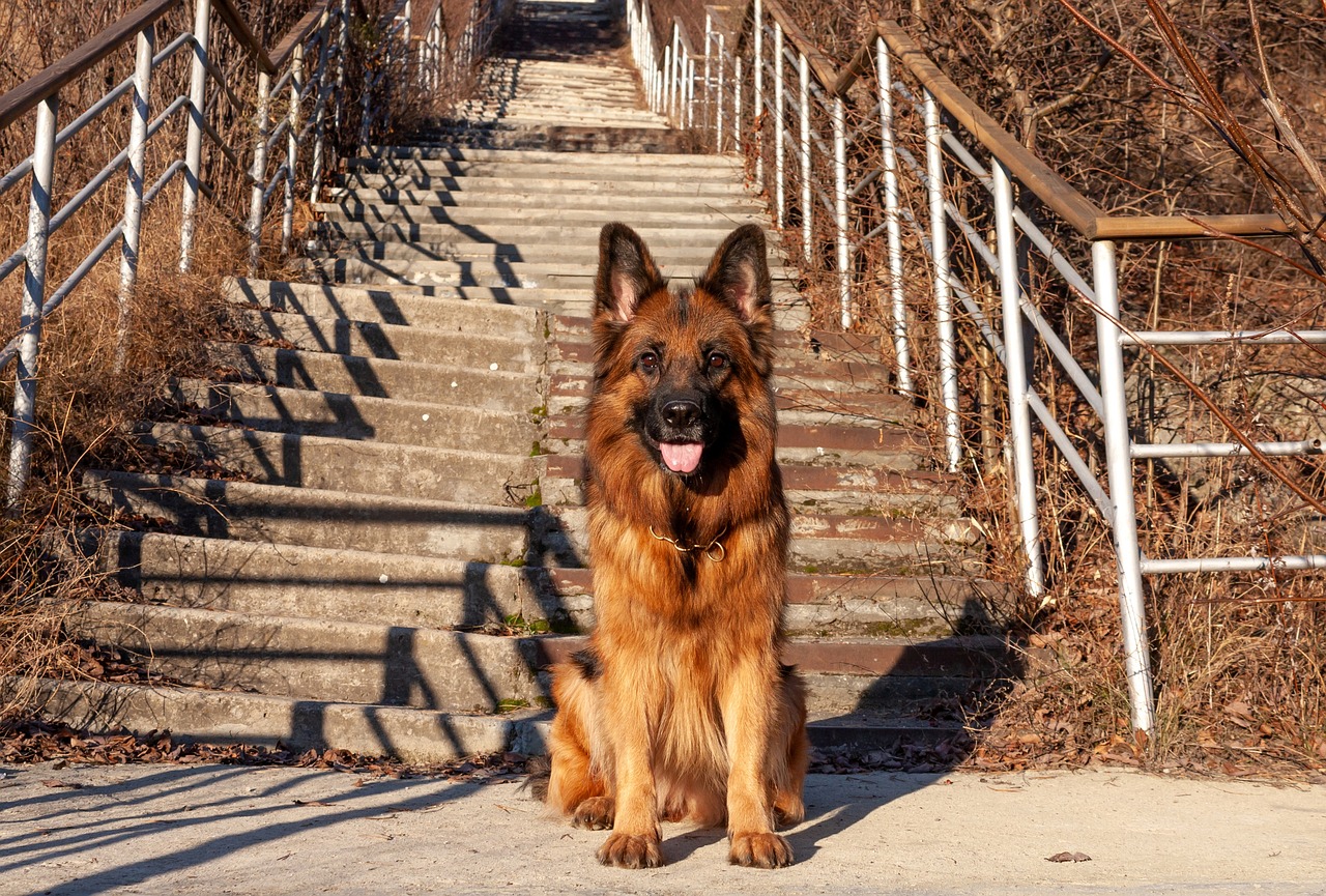 dog  german shepherd  shepherd free photo