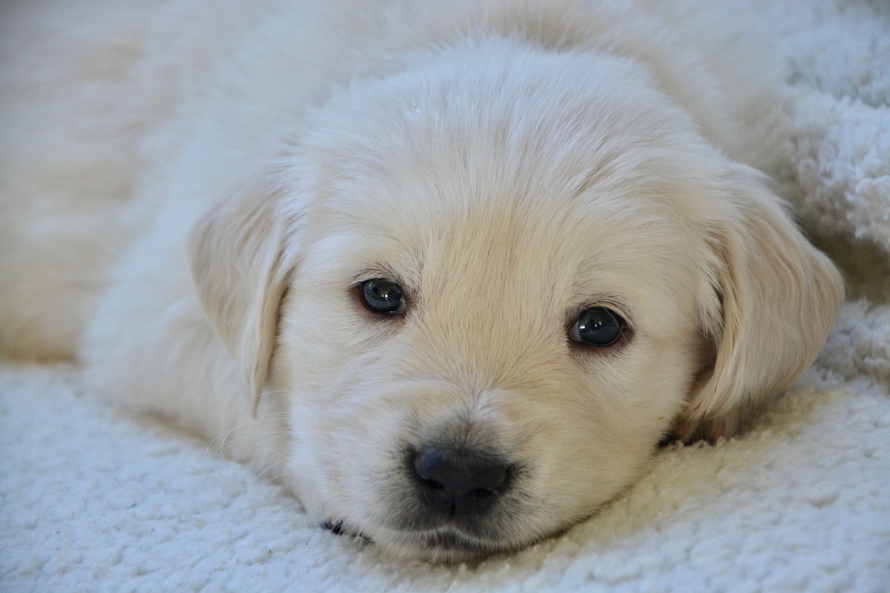 dog  golden retriever puppy  pup free photo