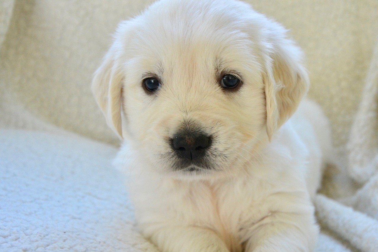 dog  golden retriever puppy  pup free photo