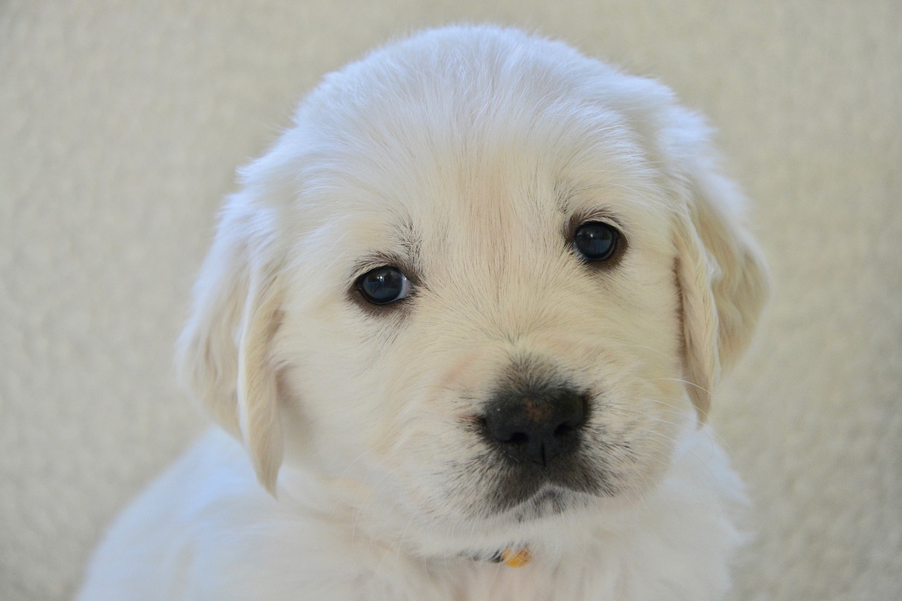 dog  golden retriever puppy  pup free photo