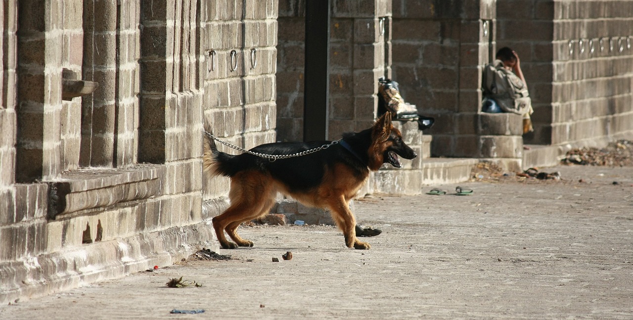 dog leashed dog leash free photo