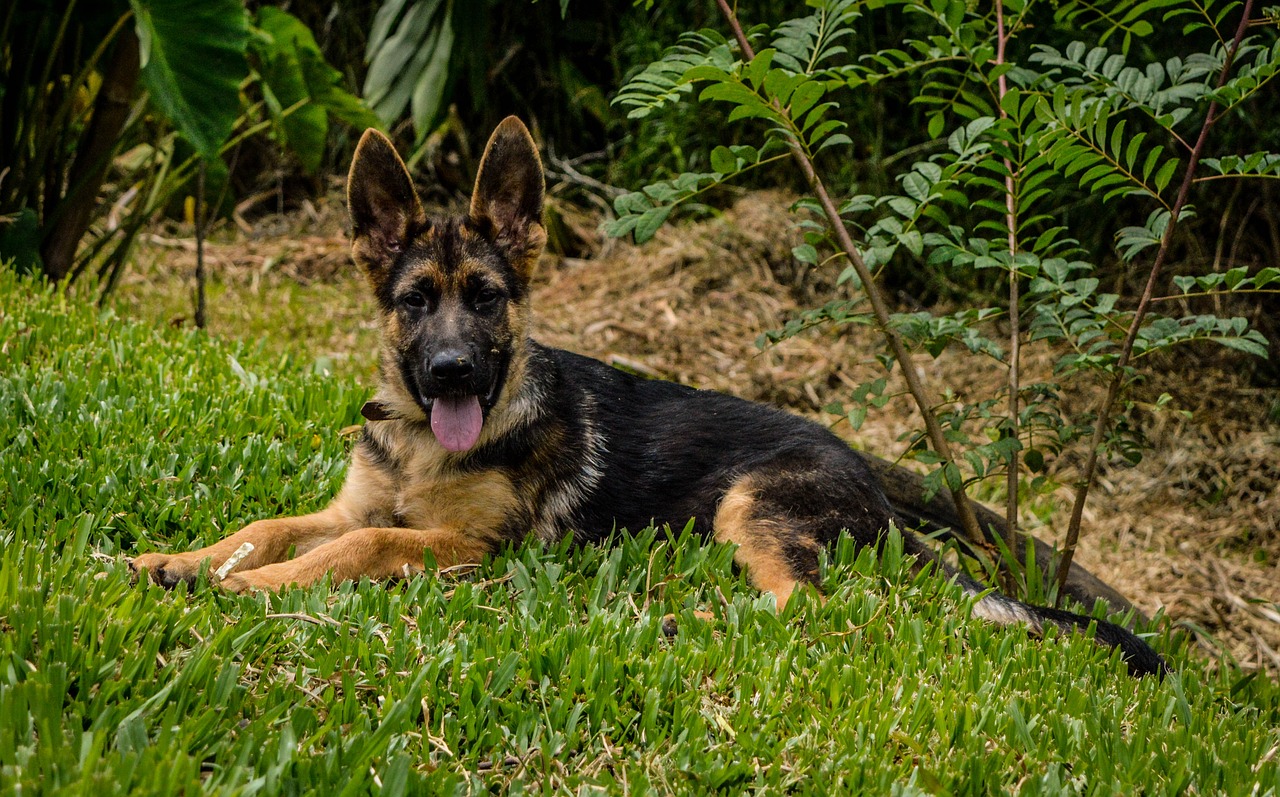 dog  german shepherd  animal free photo