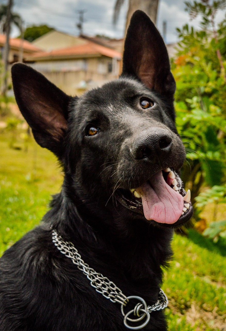 dog  black  portrait free photo