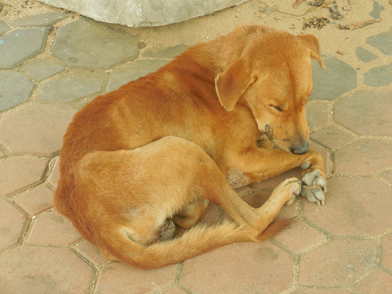 dog sleeping animal free photo