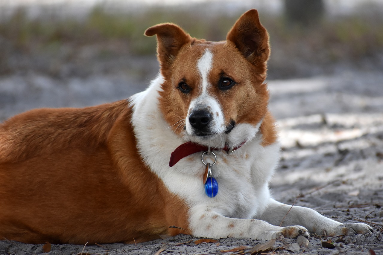 dog  laying  brown free photo