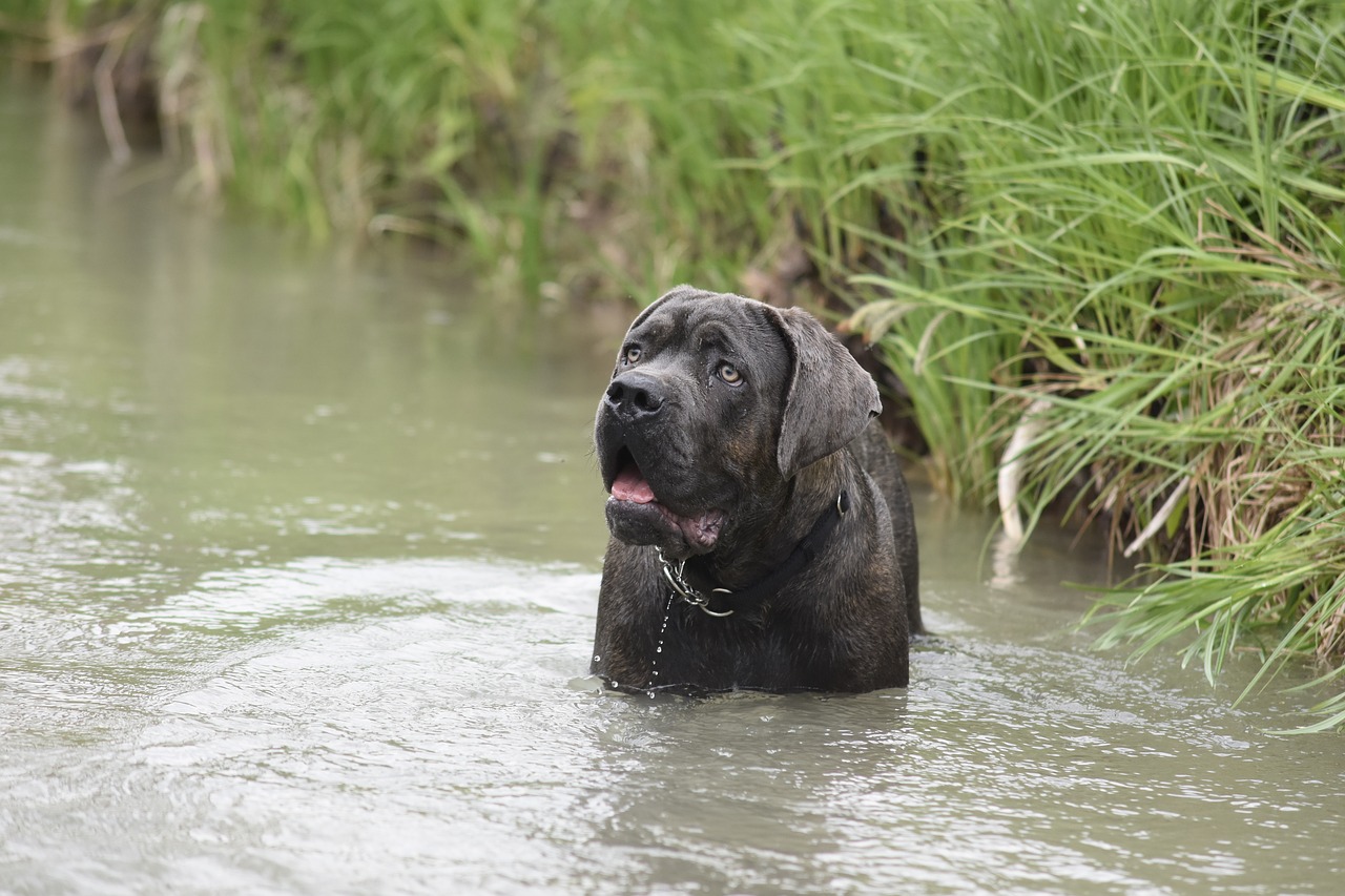 dog  cane corso  animals free photo