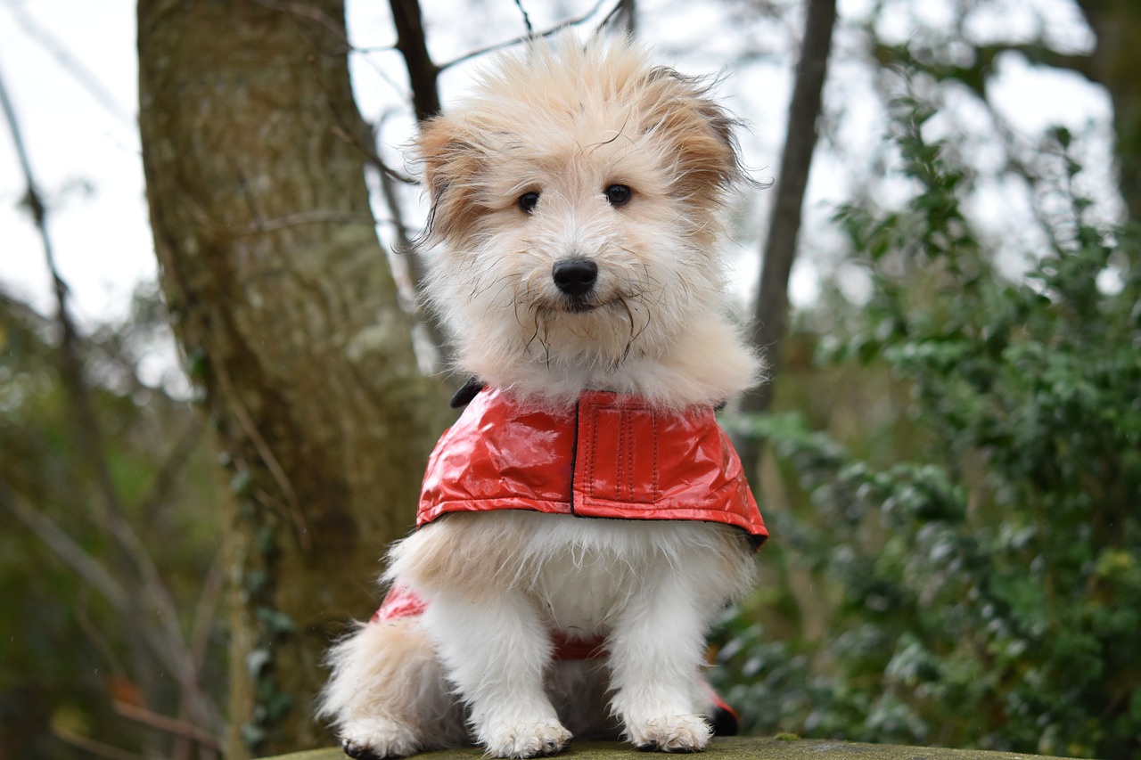 dog  dog wears a coat  pup free photo