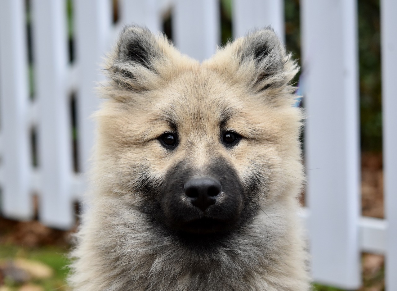 dog  young dog portrait dog eurasier  puppy free photo