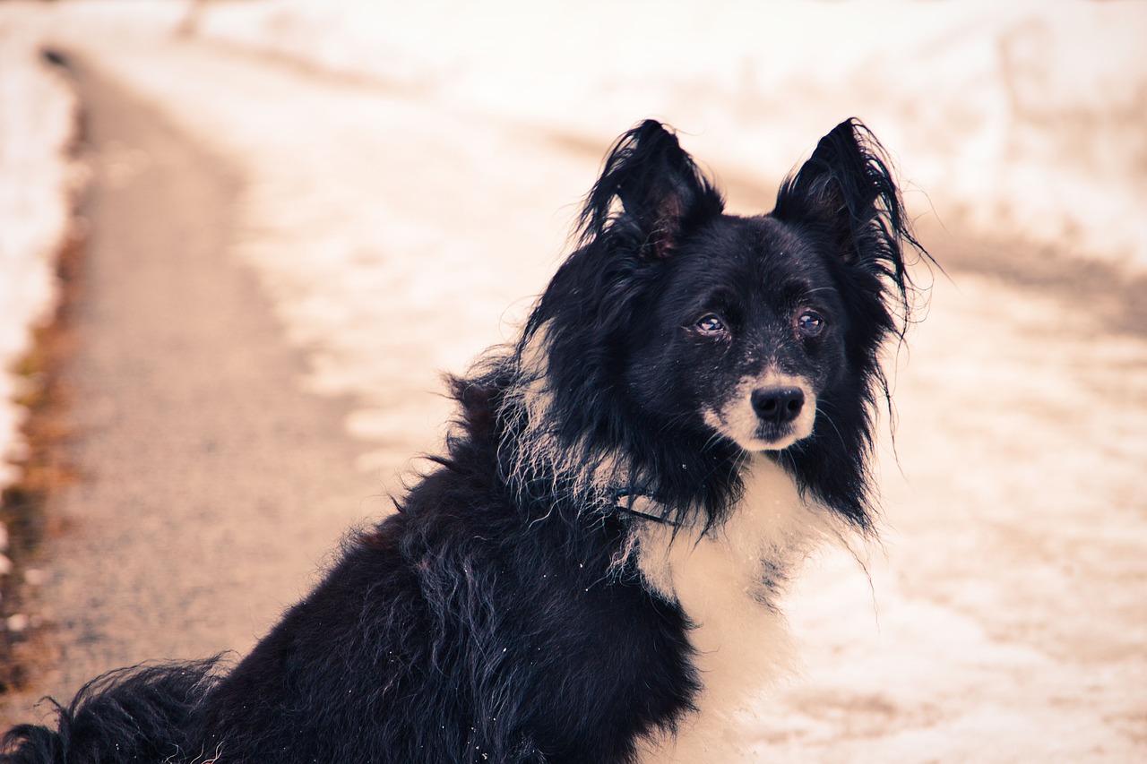 dog  winter  snow free photo