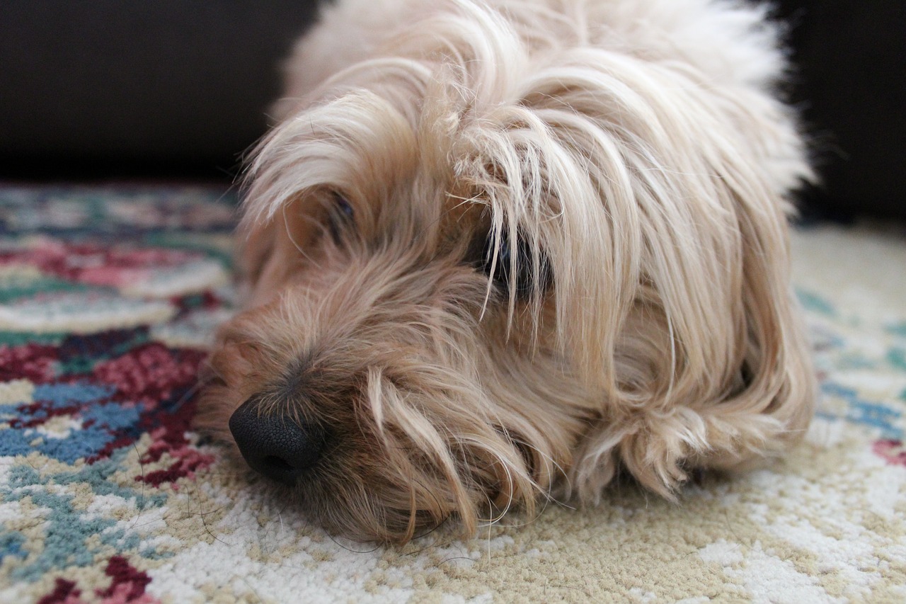 dog  sad  terrier free photo