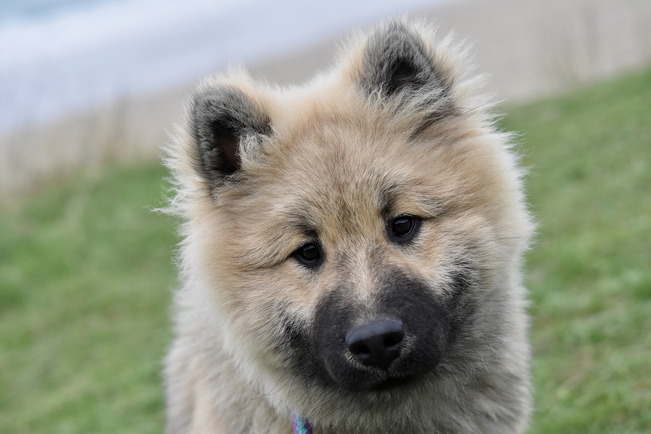 dog  dog eurasier  dog portrait free photo