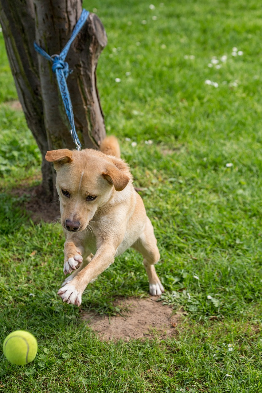 dog ball play free photo