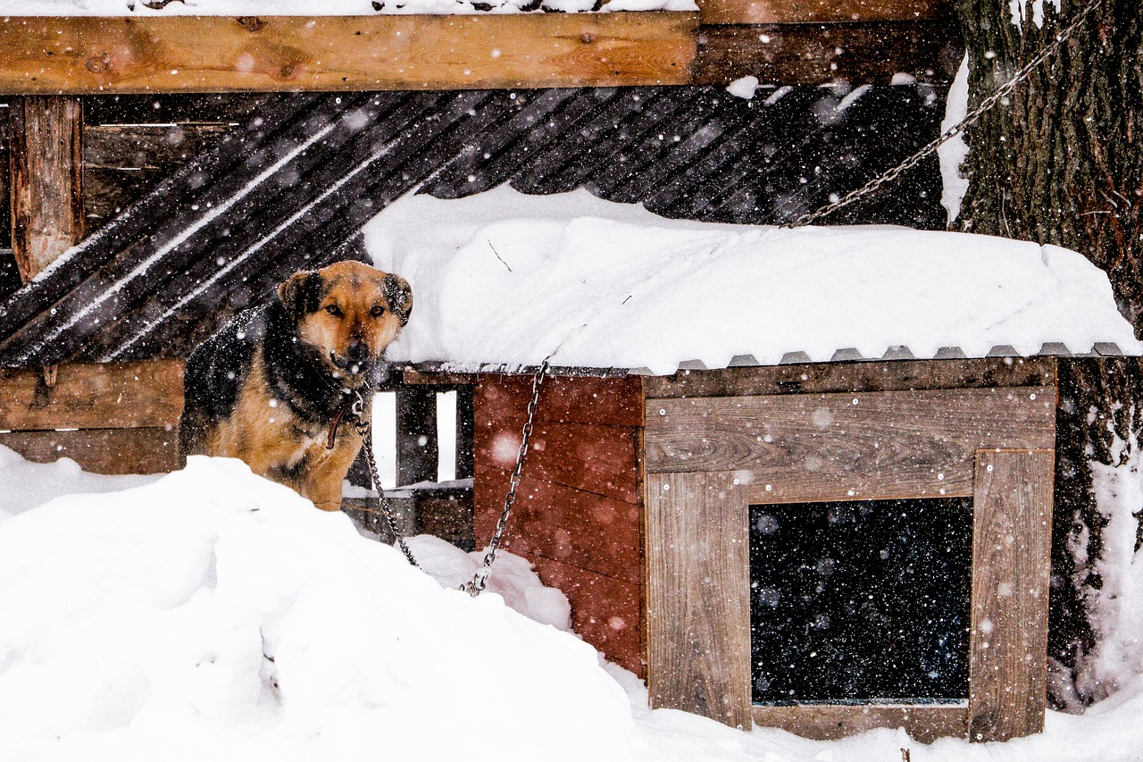 dog  snowfall  winter free photo